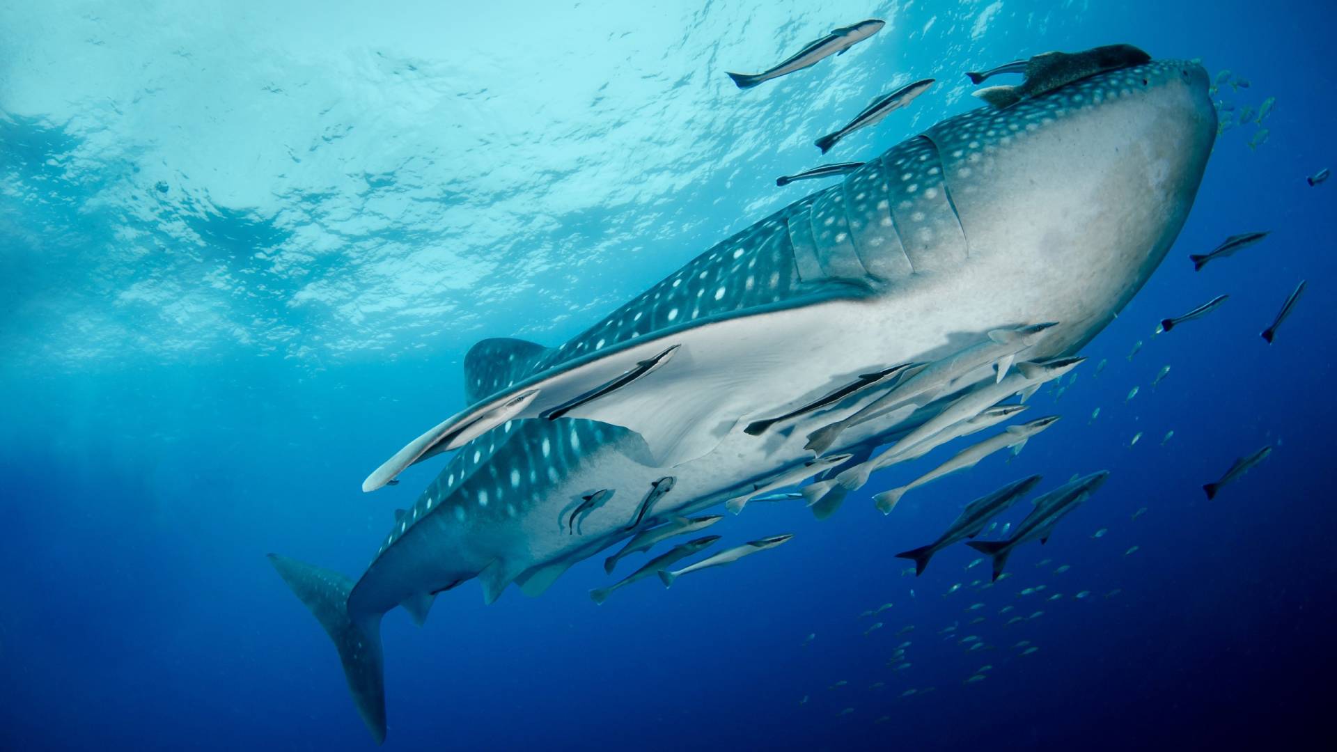 Sail the Coast With the Most