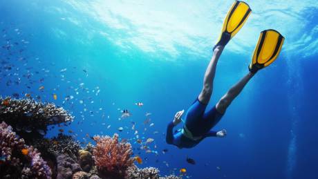 Snorkel the Coral Garden