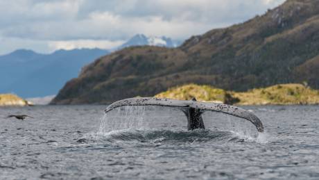 A humpback whale's fluke emerges from the choppy waters of Patagonia, its barnacle-covered surface glistening under a cloudy sky.