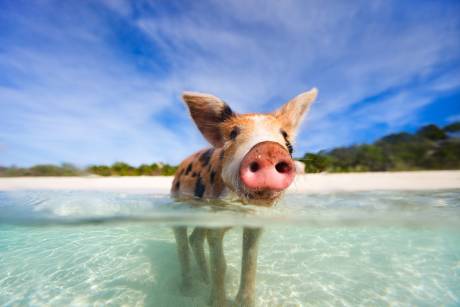 A curious piglet emerges from the crystal-clear turquoise waters of a tropical beach under a bright blue sky.