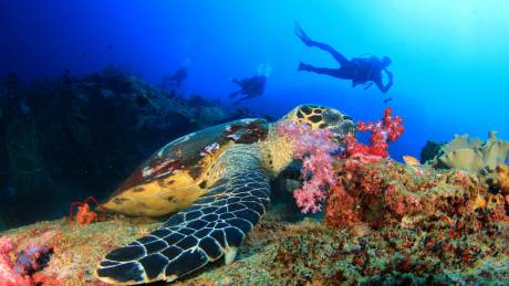 Dive With Turtles