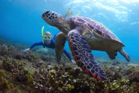 A snorkeler swims alongside a majestic sea turtle over a vibrant coral reef.