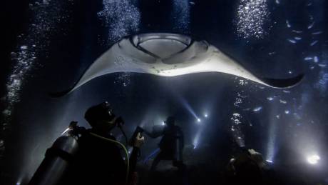 Divers illuminate a majestic manta ray as it glides through the dark ocean depths, surrounded by tiny fish and rising bubbles.