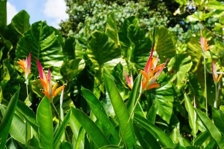 Botanical Gardens Raiatea