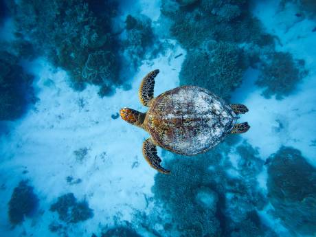 A majestic sea turtle glides gracefully over a vibrant coral reef in the crystal-clear blue ocean.