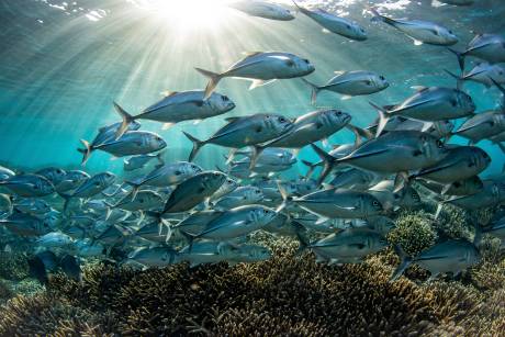 A school of silver fish swims through sun-dappled turquoise water above a vibrant coral reef.