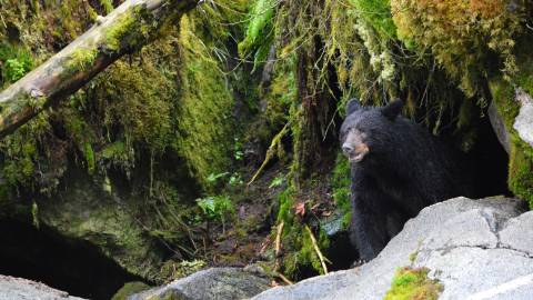 Black Bear Territory