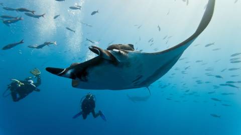 A majestic manta ray glides through the clear blue ocean alongside divers and a school of fish.