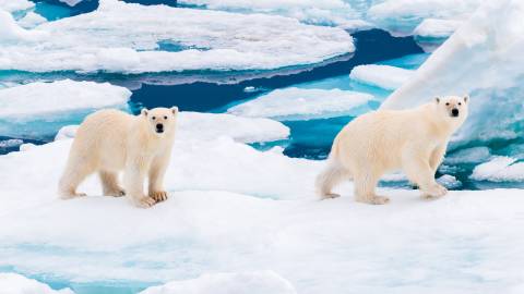 Two polar bears stand on a melting ice floe, a stark reminder of the fragile Arctic environment.