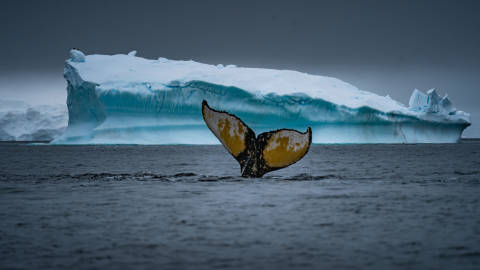 A massive, icy iceberg looms in the background, its turquoise hues contrasting with the dark, choppy waters in the foreground, where a whale's tail emerges from the surface.