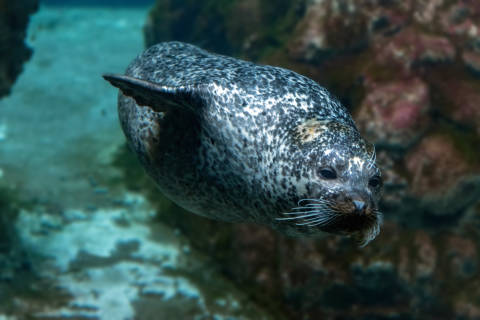A spotted seal glides gracefully through the clear blue water near a rocky reef.
