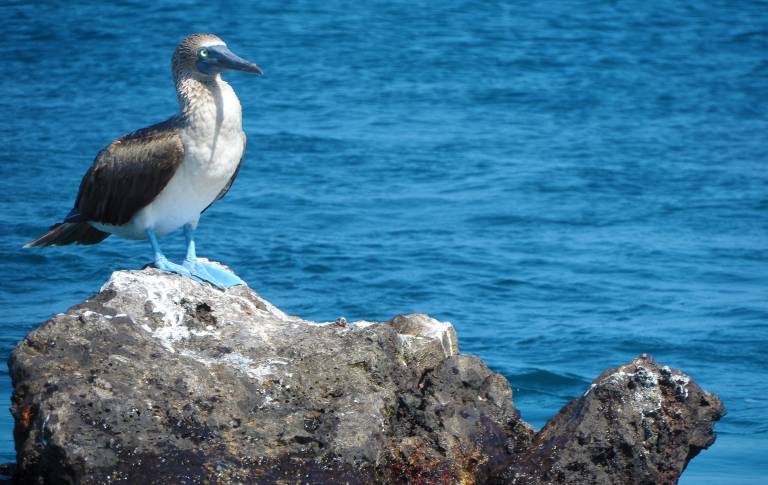UNPUBLISHED - Cruising the Galapagos Islands