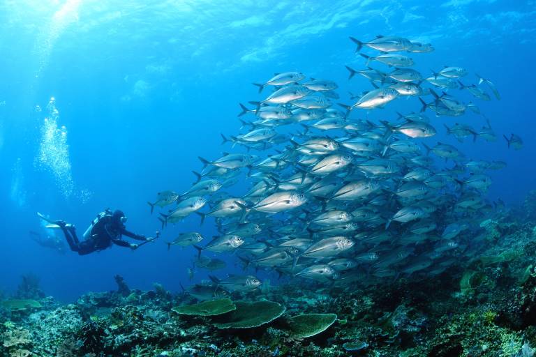 Top Ten Diving Destinations in the Caribbean