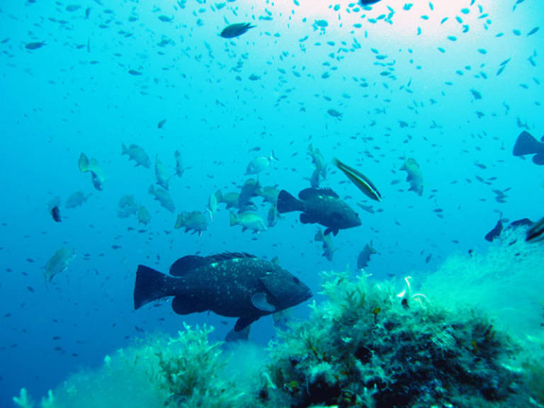 Large, dark fish swim over a coral reef in the foreground, while a school of smaller fish swims in the bright blue water of the background.