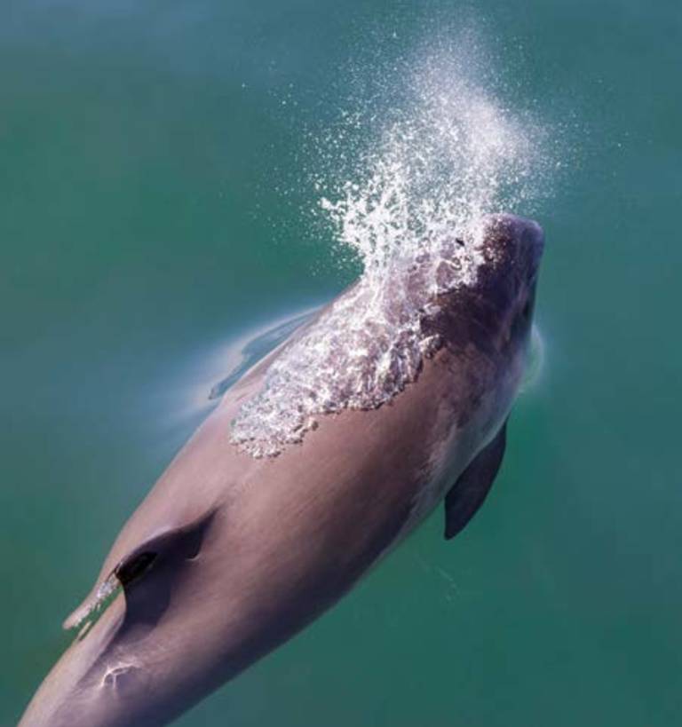 A dolphin surfaces from the turquoise water, exhaling a spray of mist.