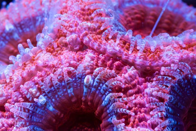 Vibrant pink and purple coral polyps with striped tentacles glow under aquarium lighting.
