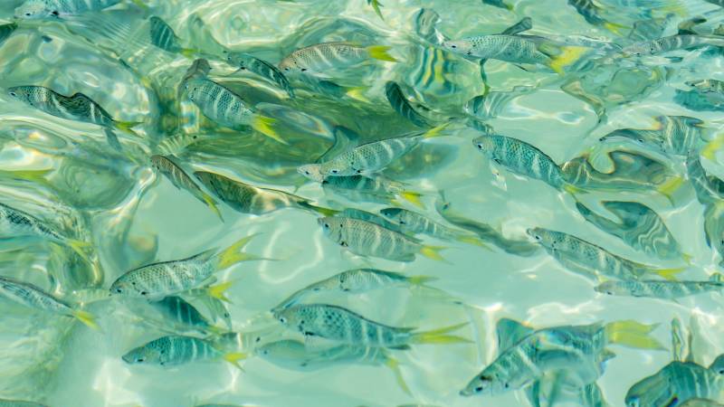 A school of striped fish with bright yellow fins swims in crystal-clear turquoise water.