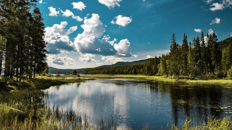 A serene lake reflects the vibrant blue sky and fluffy white clouds amidst a lush green forest landscape.