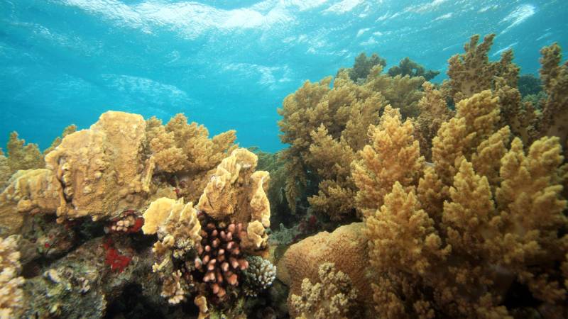 Sunlight filters through the turquoise water onto a vibrant coral reef teeming with life.