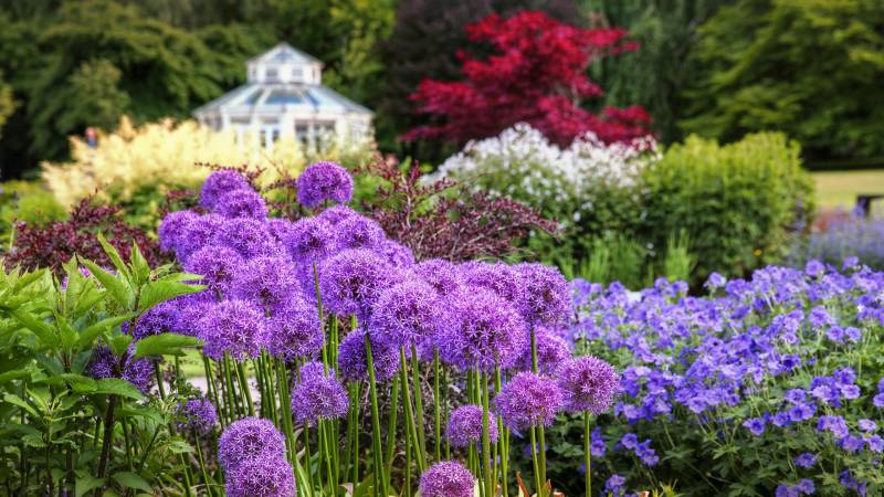 A vibrant garden bursts with purple alliums and blue geraniums in front of a picturesque greenhouse.