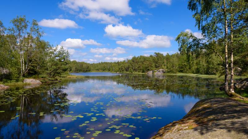 A tranquil lake reflects the blue sky and fluffy clouds amidst a lush green forest.