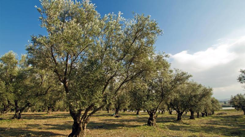 Ancient olive trees stand tall under a bright blue sky in this serene Mediterranean grove.