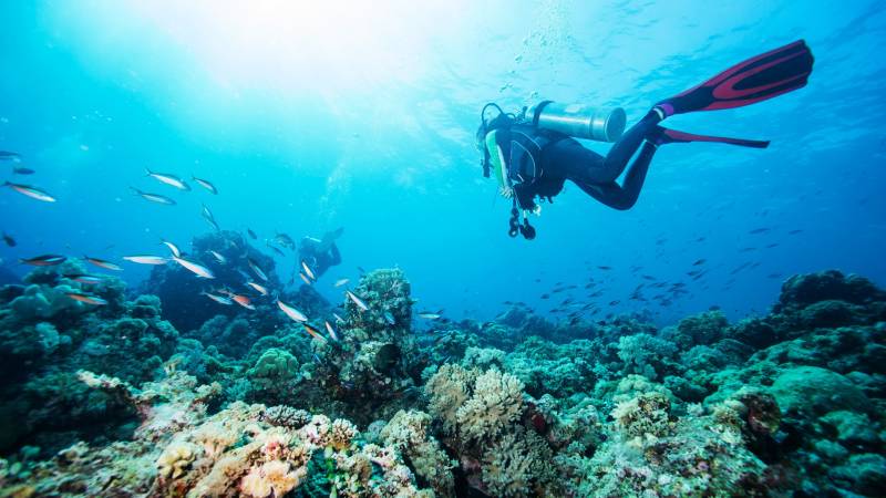 Divers explore a vibrant coral reef teeming with schools of fish under the sunlit ocean surface.