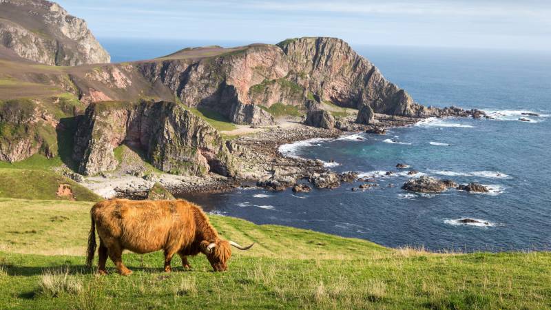 A shaggy Highland cow grazes on a grassy cliff overlooking the rugged coastline and deep blue sea.