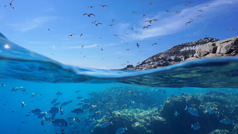 A split view reveals a vibrant underwater world teeming with fish beneath a sky filled with soaring seagulls above a coastal village.