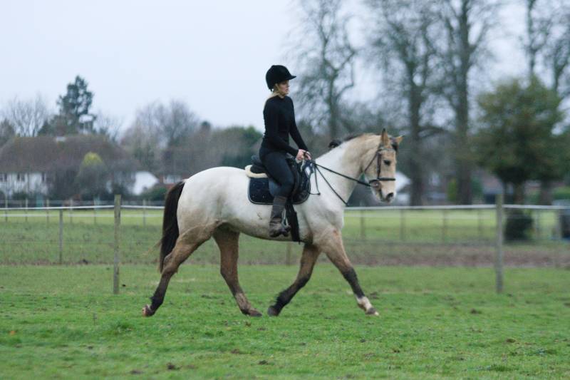 A person in a black outfit rides a light-colored horse across a grassy field with trees and houses in the background.